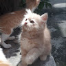User_4815