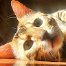 User_8781