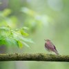 Мұқаба unknown - пение птиц, релакс unknown - пение птиц, релакс