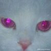 Мұқаба Salem - Rainsnow Salem - Rainsnow