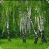 Мұқаба Дмитрий Романов & Инна Улановская - Родные края Дмитрий Романов & Инна Улановская - Родные края