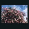 Ceres - Okay