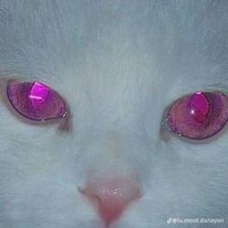 Мұқаба Salem - Rainsnow