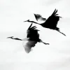 Мұқаба kavabanga Depo kolibri - Журавлі kavabanga Depo kolibri - Журавлі