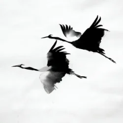 Мұқаба kavabanga Depo kolibri - Журавлі