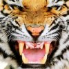 Мұқаба Ottosiderspunk - Crouching Tiger Ottosiderspunk - Crouching Tiger