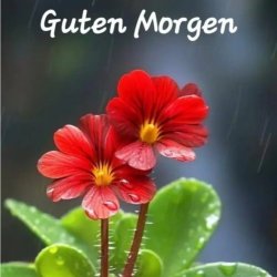Мұқаба unknown - Guten Morgen guten tag