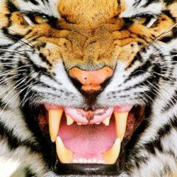 Мұқаба Ottosiderspunk - Crouching Tiger