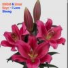 Мұқаба DNDM & Umar Keyn - I Love Strong DNDM & Umar Keyn - I Love Strong
