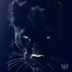 Мұқаба Adam Jamar - Black Panther