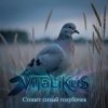 Мұқаба ViTaLiKuS - Стонет сизый голубочек ViTaLiKuS - Стонет сизый голубочек