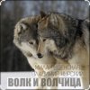 Мұқаба Мила Руденская & Владимир Курский - Волк и волчица Мила Руденская & Владимир Курский - Волк и волчица