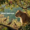 Мұқаба Dolby D&G - Wildness and life Dolby D&G - Wildness and life
