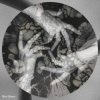 Atmos-fear - Por suerte soy fragil