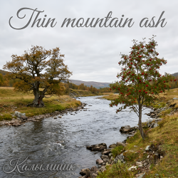 Калымщик - Thin mountain ash