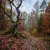 Мұқаба MusicOnlineUA - Autumn, autumn ( English Version)