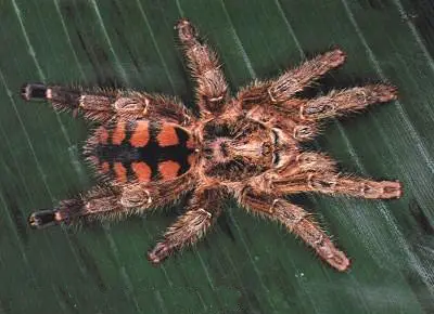 Паук Avicularia Minatrix