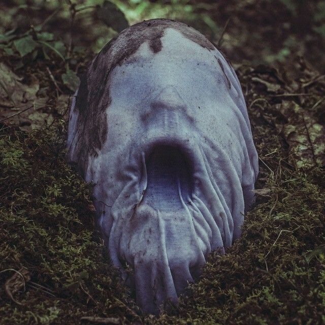 Сурет