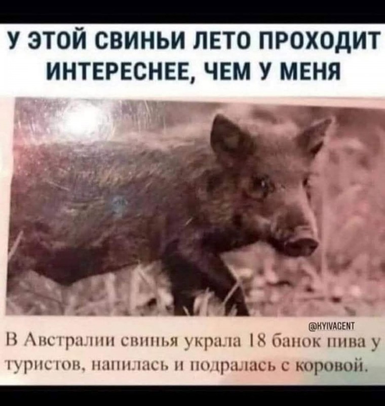 Сурет